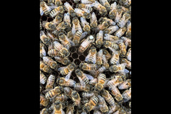 Honeyfields Bee Farm Coventry - 9