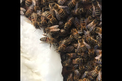 Honeyfields Bee Farm Coventry - 11