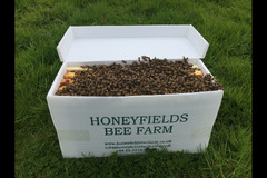 Honeyfields Bee Farm Coventry - 12