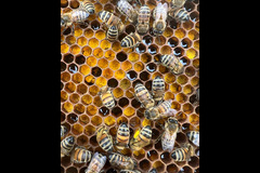 Honeyfields Bee Farm Coventry - 14