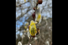Honeyfields Bee Farm Coventry - 15