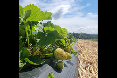 Brocksbushes Farm Corbridge