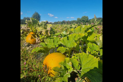 Brocksbushes Farm Corbridge