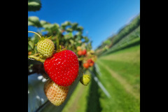 Brocksbushes Farm Corbridge