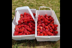 Brocksbushes Farm Corbridge - 15