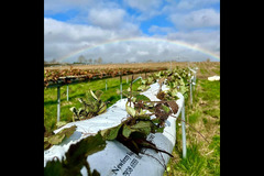 Brocksbushes Farm Corbridge - 18