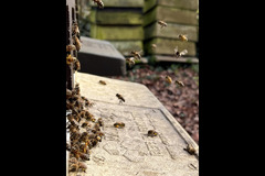 Paynes Southdown Bee Farm Hassocks - 6