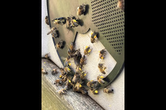 Paynes Southdown Bee Farm Hassocks - 7