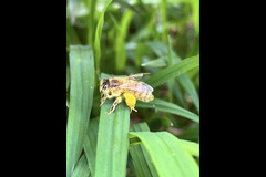 Paynes Southdown Bee Farm Hassocks - 8