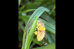 Paynes Southdown Bee Farm Hassocks - 9