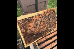 Paynes Southdown Bee Farm Hassocks - 10