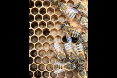 Paynes Southdown Bee Farm Hassocks - 11