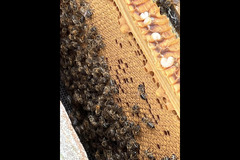 Paynes Southdown Bee Farm Hassocks - 12