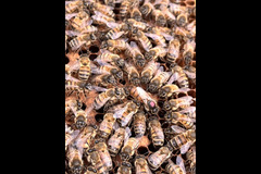 Paynes Southdown Bee Farm Hassocks - 13