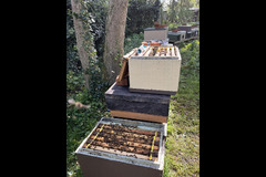 Paynes Southdown Bee Farm Hassocks - 17