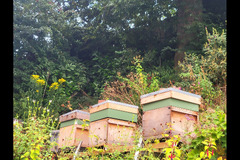 Blooming Good Honey Birmingham