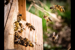 Blooming Good Honey Birmingham