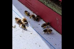 The Bee Farmer Leicestershire