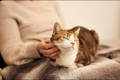 Paws Galore Pet Sitters London
