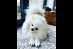 Paws Galore Pet Sitters London