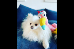 Paws Galore Pet Sitters London