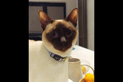 Paws Galore Pet Sitters London