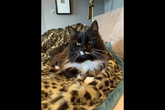 The Pet Sitting Service Birmingham