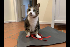 The Pet Sitting Service Birmingham