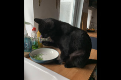 The Pet Sitting Service Birmingham