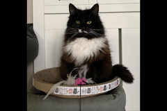 The Pet Sitting Service Birmingham