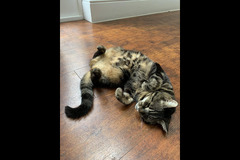 The Pet Sitting Service Birmingham - 6