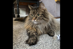 The Pet Sitting Service Birmingham - 7