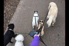 Wentworth Pet Services Birmingham