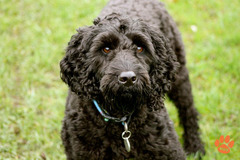 Wentworth Pet Services Birmingham