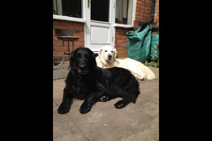 Wentworth Pet Services Birmingham