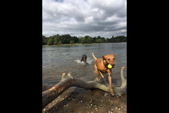 Wentworth Pet Services Birmingham