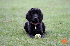 Wentworth Pet Services Birmingham