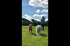 Wentworth Pet Services Birmingham - 6