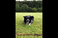 Wentworth Pet Services Birmingham - 7