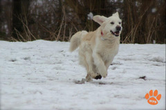 Wentworth Pet Services Birmingham - 9