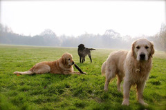 Wentworth Pet Services Birmingham - 10