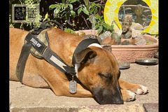 Gabs Dogs Birmingham