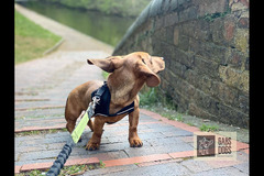 Gabs Dogs Birmingham
