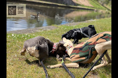 Gabs Dogs Birmingham