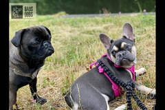 Gabs Dogs Birmingham - 6