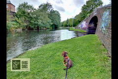 Gabs Dogs Birmingham - 8