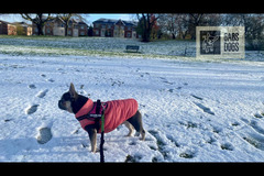 Gabs Dogs Birmingham - 10