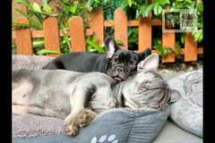 Gabs Dogs Birmingham - 11