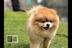 Gabs Dogs Birmingham - 12