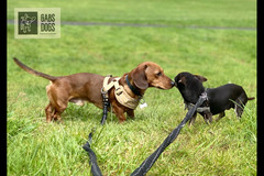 Gabs Dogs Birmingham - 13